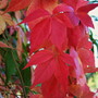 Forever Autumn