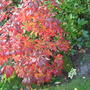 Rhododendron luteum