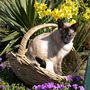 cat in a basket
