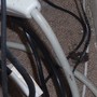 Frog in my computer.