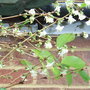 Lonicera x purpusii 'Winter Beauty' 2 (Lonicera x purpusii 'Winter Beauty')