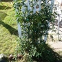 Rosa_bankiae__lady_bank_rose_