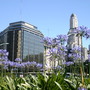 Agapanthus, Buenos Aires, November 2006 (Agapanthus africanus)
