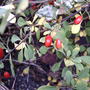 Berberis thunbergii (Barberry)
