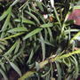 Yew hedge berries (Taxus media)