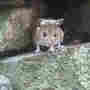 this a woodmouse that visits us in the wall. 