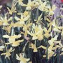 Narcissus 'Hawera' (Narcissus)