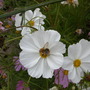 Dscn1117