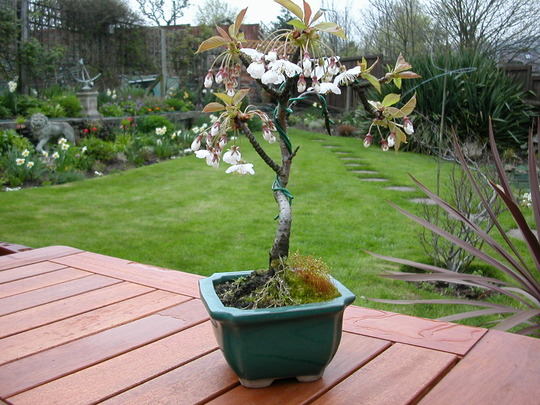 bonsai cherry in flower