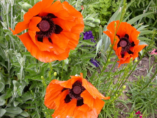poppies