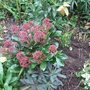 Skimmia japonica