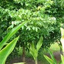 Austromyrtus floribunda (Austromyrtus floribunda)