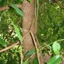 Astromyrtus floribunda ( Cape ironwood ) (Austromyrtus floribunda)