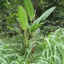 Musa acuminata