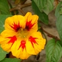 Nasturtium