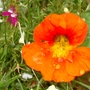 Vivid orange Nasturtium (Nasturtium)