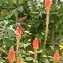 Garden fireworks!