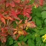 Autumn Acer (Acer palmatum (Japanese maple))
