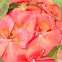 Red Pelargonium (Pelargonium)