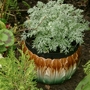 Artemisia