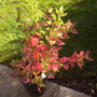 Blueberry autumn colours.