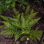 Hardy Fern (Dryopteris atrata)