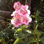 Penstemon still flowering in October! (Penstemon)