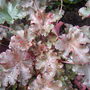 Heuchera__prince_