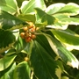 Variegated Holly (Ilex  Holly)