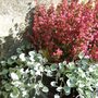 Heather and Dichondra 'Silver Falls' (Dichondra)