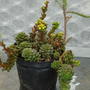 crassula baby gem