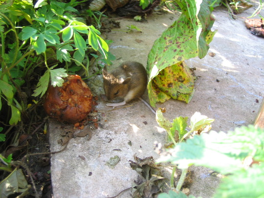 drunk mouse