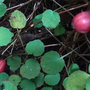 Fuchsia procumbens - berries (Fuchsia procumbens)