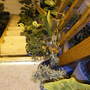 My steps