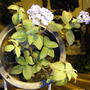 Heliotrope (Heliotropium arborescens (Fragrant delight))