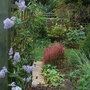 Ceanothus 'Gloire de Versailles' - autumn flowering (Ceanothus 'Gloire de Versailles')