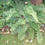 Polystichum setiferum 'Plumosum Densum' (Polystichum setiferum)