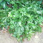 Asplenium scolopendrium 'Cristatum' (Asplenium scolopendrium)