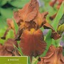 Bearded_iris-_sultan_s_palace