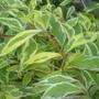 I need help on naming this plant!