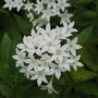 Pentas