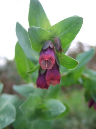 Self-sown Cerinthe. (Cerinthe major (Honeywort))