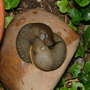 SLUGS - YIN YANG ?
