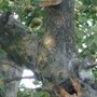 Squirrel being spied on by agent starling .
