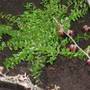 Lonicera nitida