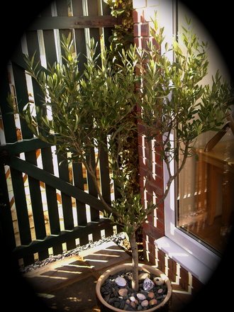 Olive Tree. (Olea europaea)