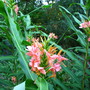 Last ginger to bloom this season (Hedychium coronarium 'Elizabeth')