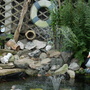 My Pond (??)