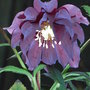 Helleborus orientalis