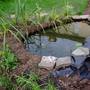 Pond and bog garden